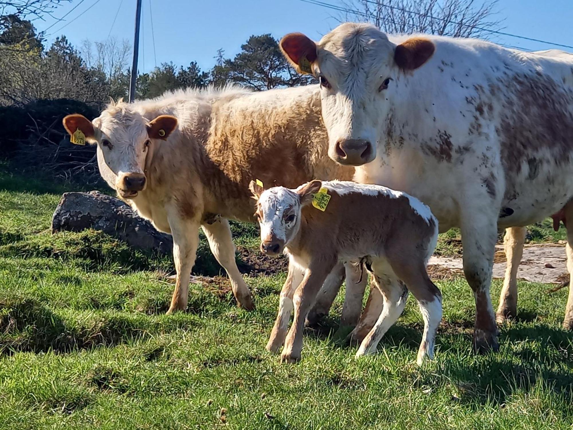 Sommaroe Stugor Foglo Exterior foto